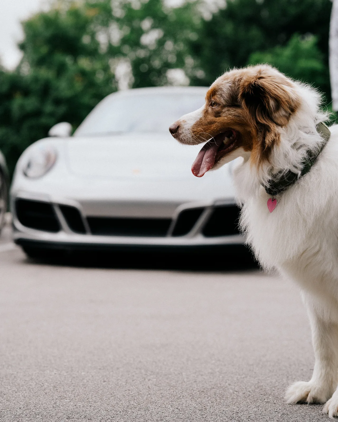 A brown-and-white dog standing in front of a silver Porsche at Cars and Coffee